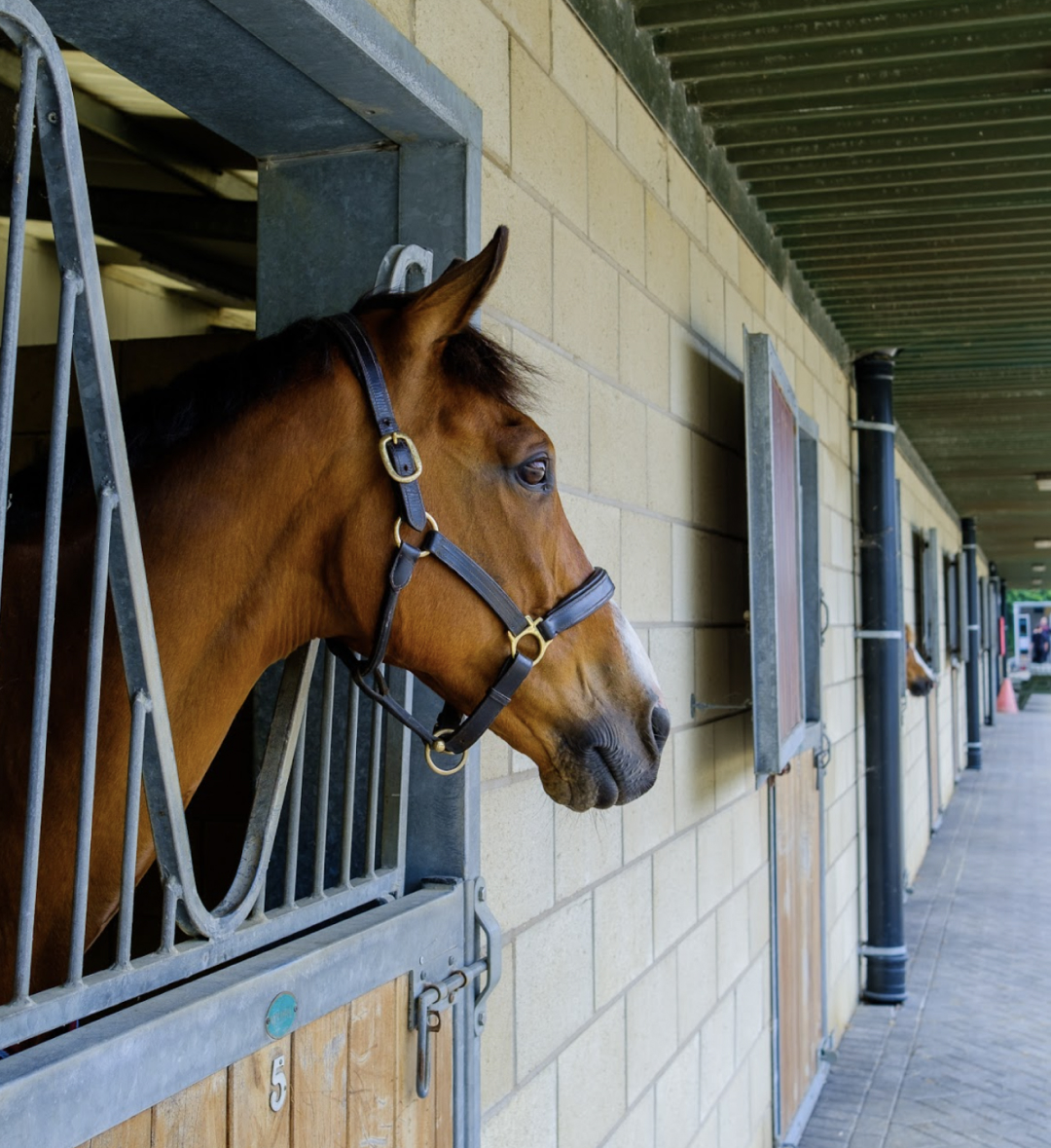 Horse looking out from stable with paddock view